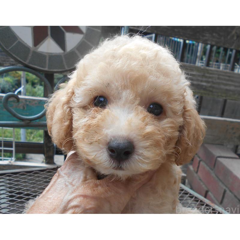 販売中の福岡県のタイニープードル-422846の1枚目